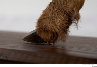 Deer doe foot hoof 0024.jpg